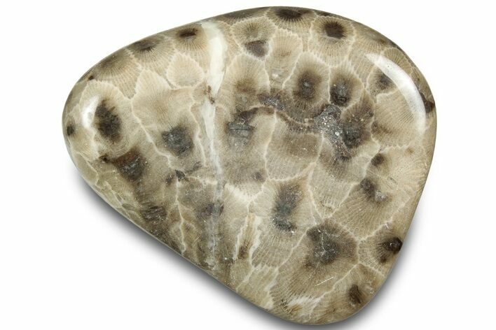 Polished Petoskey Stone (Fossil Coral) - Michigan #322984